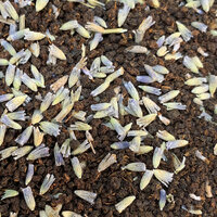 Australian CTC & Lavender Tea 