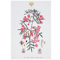 Royal Botanic Gardens Tea Towel