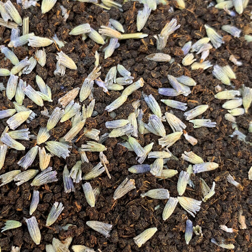 Australian CTC & Lavender Tea 