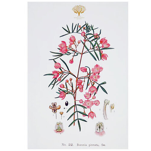 Royal Botanic Gardens Tea Towel