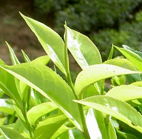  Are tea grades important?