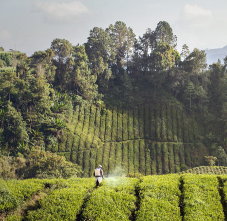 Your TEA is safe - Pesticides