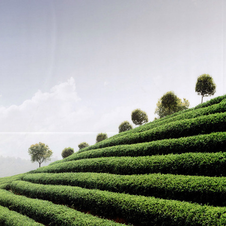 Matcha Production